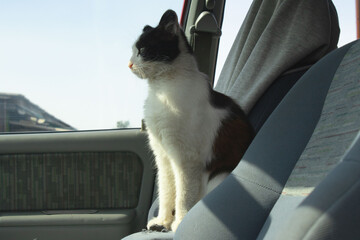 Alert Tuxedo Cat Sitting on Passenger Seat of a Car © Andrey