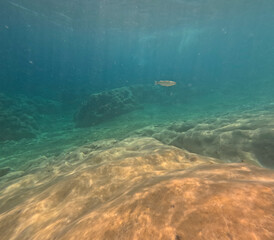 Fototapeta premium Underwater image in the clear waters of the Mediterranean Sea in Sardinia during summer while snorkeling.Cala Mariolu maintains its wild essence to preserve the ecosystem of the Gulf of Orosei.