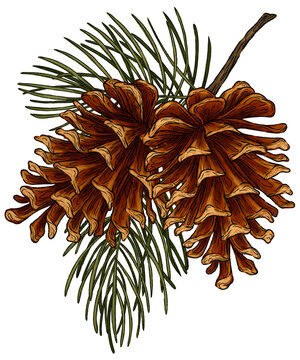 Digital drawing of pine cones and pine leaf with pencil texture brush