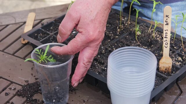 Hands planting small leggy seedlings in rich soil