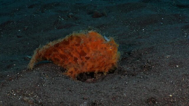 Hairy Frogfish (Antennarius striatus) female in 4K UHD footage walking on sandy seabed. Real-time daytime ambush hunting behavior, Tulamben Bali Indonesia. Rare benthic predator with ambient sound.