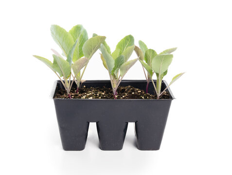 Isolated cauliflower seedlings in tray. Cauliflower plants ready for garden transplanting after hardening off. Spring gardening and growing vegetable crop at early stage. Selective focus.