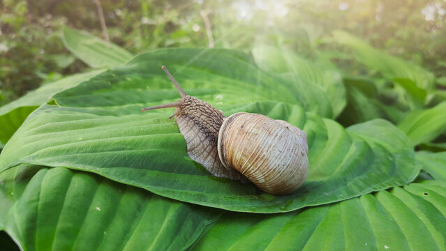 Snail moves slowly on large green leaf in forest during morning sunlight
