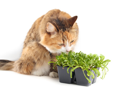 Curious cat sniffing spinach seedling in seed tray. Concept for can cat eat spinach, pet food safety and edible plants for cats. Female long hair calico cat. Selective focus.