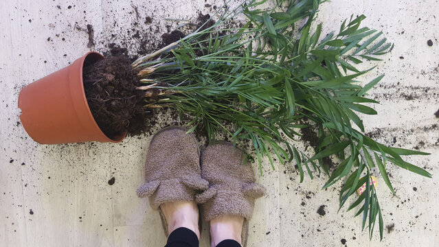 Plant falls over on floor while person stands in slippers nearby in indoor space