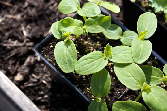 Cucumber plants hardening off in garden. Top view of many cucumber seedling with first true leaves. Spring gardening background. Compact bush cucumber for pickling and salad. Selective focus.