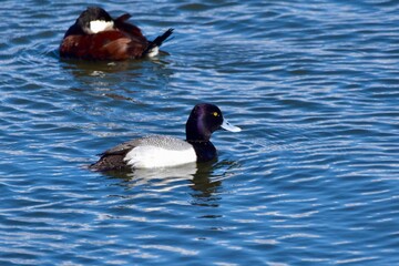 Fototapeta premium Waterfowl at the wastewater