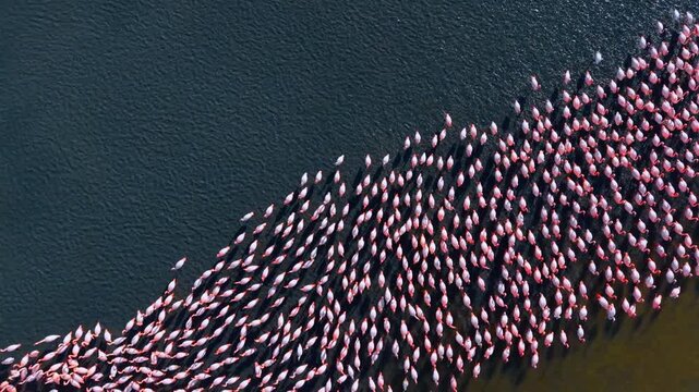 Top view of flamingo line moving across dark water. Overhead perspective of a dense line of pink flamingos swimming and wading in dark blue water.