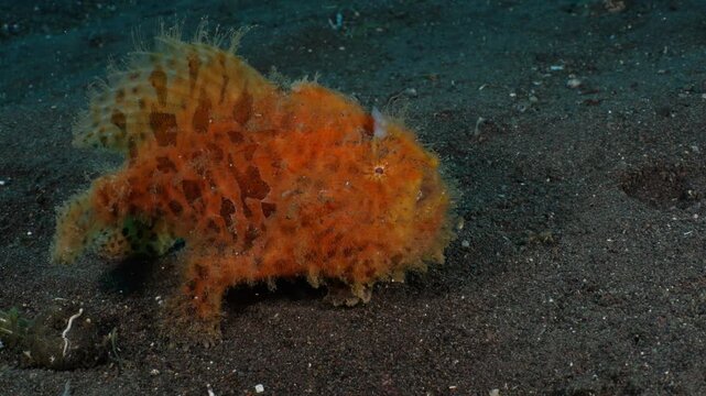 Hairy Frogfish (Antennarius striatus) female in 4K UHD footage walking on sandy seabed. Real-time daytime ambush hunting behavior, Tulamben Bali Indonesia. Rare benthic predator with ambient sound.