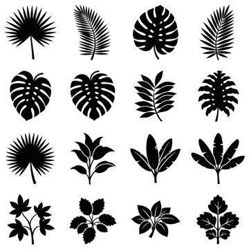 A collection of various tropical plant leaves and silhouettes arranged in rows on a white background with ccc.ai reference