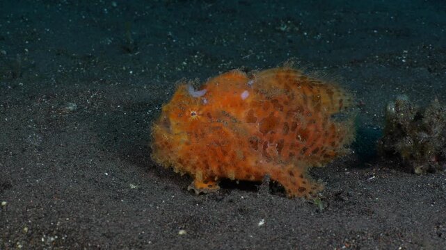 Hairy Frogfish (Antennarius striatus) female in 4K UHD footage walking on sandy seabed. Real-time daytime ambush hunting behavior, Tulamben Bali Indonesia. Rare benthic predator with ambient sound.