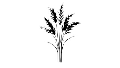 Naklejka premium wheat ears isolated on white