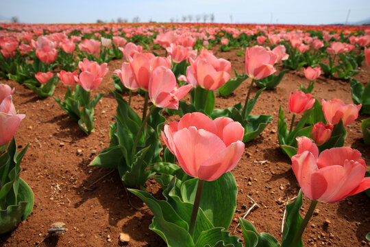 tulip field in katraman konya turkey atlas lale