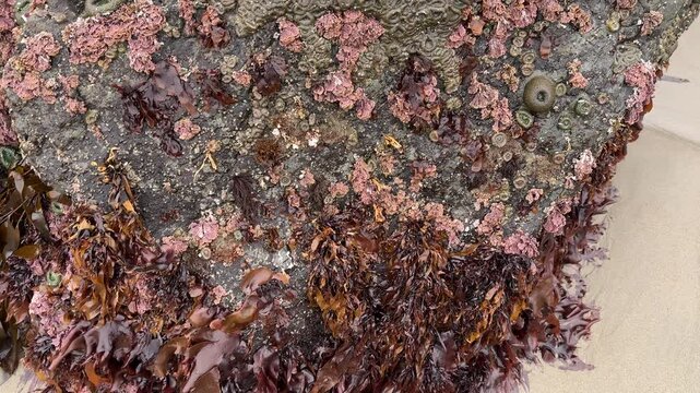 Sea life attached to sea stacks exposed during a minus tide, at Face Rock beach in Bandon, Oregon.