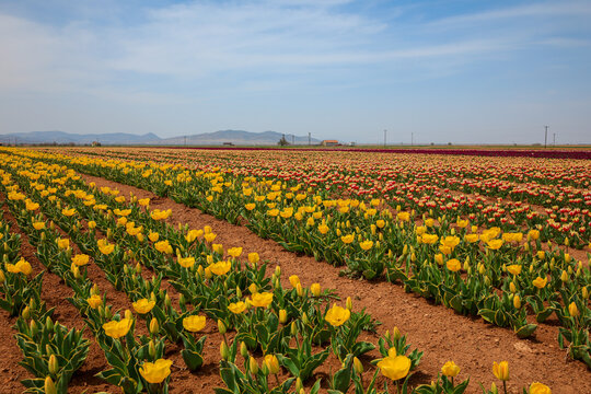 tulip field in katraman konya turkey atlas lale