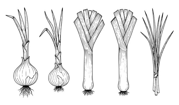 garlic and onion Hand drawn allium vegetables onion leek chives botanical sketch black and white vector illustration