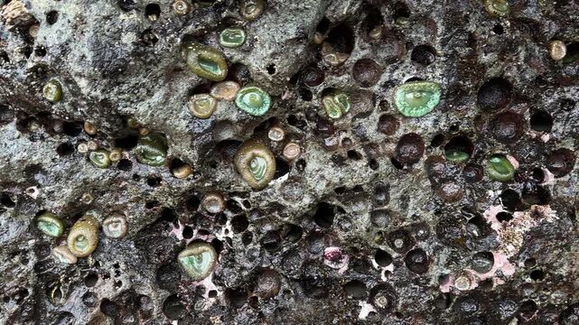 Sea life attached to sea stacks exposed during a minus tide, at Face Rock beach in Bandon, Oregon.