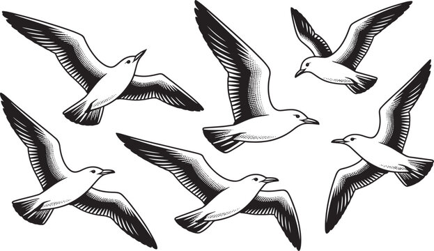 Flock of seagulls flying in formation across white background