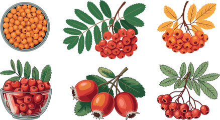 Autumn berry and rose hip vector set featuring rowan bunches in glass bowls and branches with fall leaves isolated on white background for botanical nature design. © Mominul