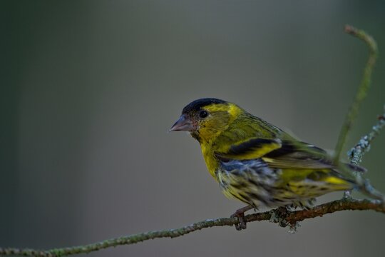 siskin on a branch