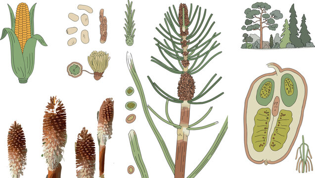 Botanical vector set of pine tree elements cones needles seeds and forest plants with detailed hand drawn style isolated on light background