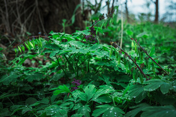 Las, rośliny, wiosna, drzewa, krajobraz ,natura, woda, trawa  © Adrian Jaśpiński