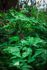 Las, rośliny, wiosna, drzewa, krajobraz ,natura, woda, trawa  © Adrian Jaśpiński