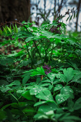 Las, rośliny, wiosna, drzewa, krajobraz ,natura, woda, trawa  © Adrian Jaśpiński