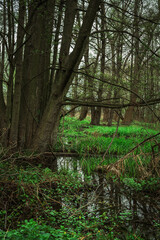 Las, rośliny, wiosna, drzewa, krajobraz ,natura, woda, trawa  © Adrian Jaśpiński
