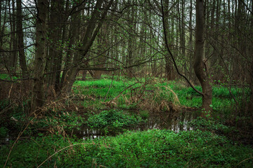 Las, rośliny, wiosna, drzewa, krajobraz ,natura, woda, trawa  © Adrian Jaśpiński