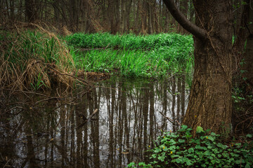 Las, rośliny, wiosna, drzewa, krajobraz ,natura, woda, trawa  © Adrian Jaśpiński