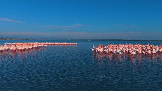Two groups of flamingos in open lake water. Wide shot showing separated clusters of pink flamingos in a vast shallow lagoon.