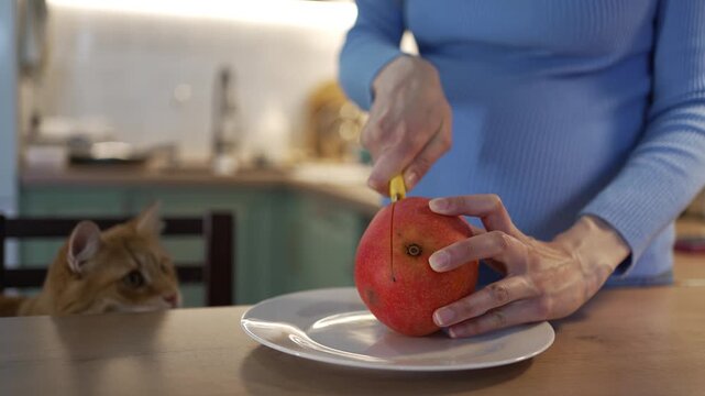 Expectant mother preparing a healthy snack by slicing a fresh, juicy mango with a knife, as her adorable red cat sits at the table, attentively observing every move with curiosity