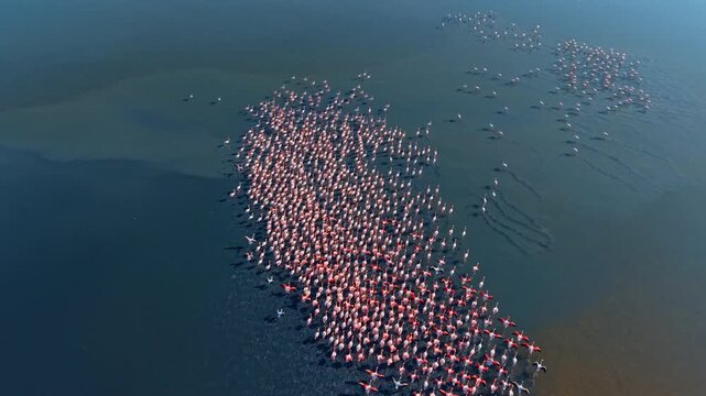 High aerial view of large flamingo flock in water. Drone shot of a dense pink flamingo colony standing in a dark blue lagoon.
