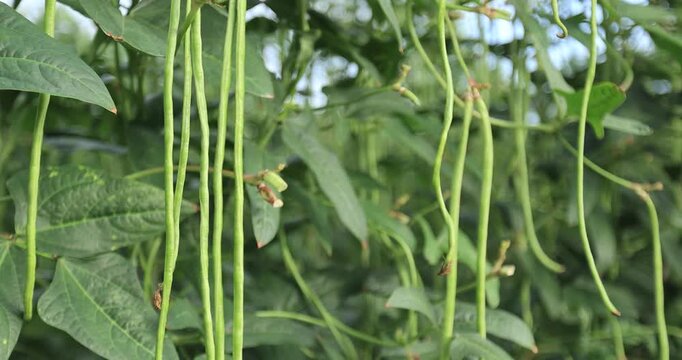 Cowpea plants in growth at vegetable field