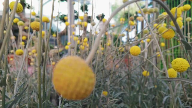 A field of vibrant yellow Craspedia globosa flowers also known as billy balls or drumstick flowers blooming in a natural garden setting with soft bokeh and shallow depth of field