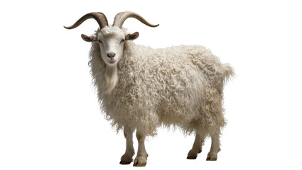 Isolated domestic goat with long curly white hair and impressive horns looking at camera. © Andrei