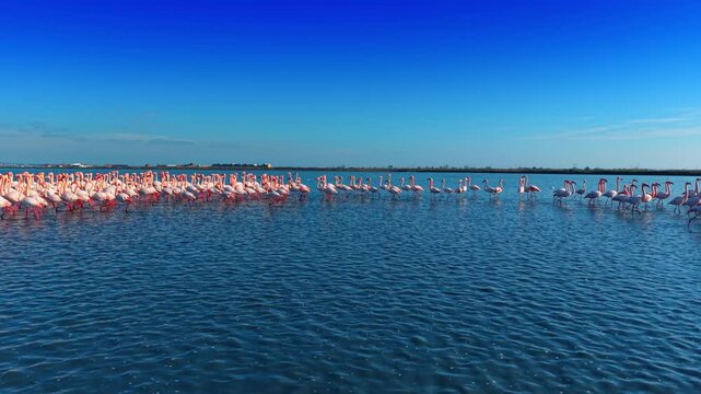 Line of pink flamingos wading in blue water under clear sky. Row of flamingos moving through shallow water with industrial background on the horizon.