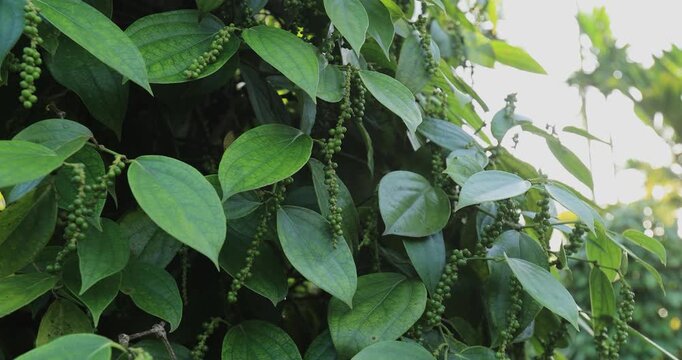 Black pepper fruits grow on tree in garden