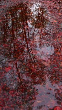 Atmosph&auml;risches Hochformat-Video von leichtem Nieselregen, der in eine Pf&uuml;tze im Wald tropft. Wundersch&ouml;ne Spiegelung von roten und orangefarbenen Herbstb&auml;umen auf der Wasseroberfl&auml;che. 