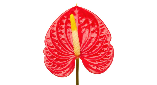 Vibrant red anthurium flower with yellow spadix, exotic tropical flamingo lily blossom, heart shaped waxy petal for floral design and botanical decor isolated PNG with Transparent Background