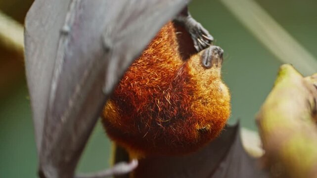 Flying fox closeup. Hanging upside down from a tree branch, daylight. Mauritius