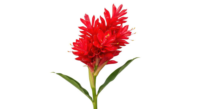 Vibrant red ginger flower with green leaves, exotic tropical alpinia purpurata bloom, botanical floral specimen for spa and wellness design isolated PNG with Transparent Background