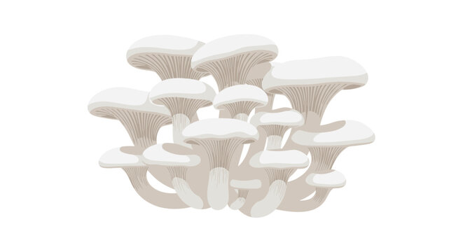 A meticulous cluster of organic white oyster mushrooms displays intricate gill patterns and sturdy stems against a pristine and minimalist white backdrop.