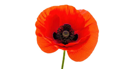 Fototapeta premium Vibrant red poppy flower head, blooming papaver rhoeas with delicate petals, single scarlet wildflower blossom for memorial or nature design isolated PNG with Transparent Background