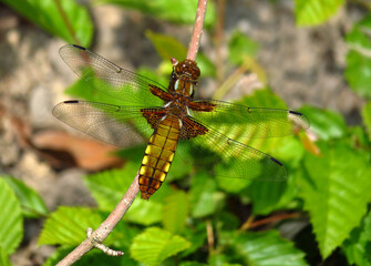 Plattbauch, weiblich, Libellula depressa, eine Segellibelle. Sie sind exzellente Flieger und können sehr hohe Geschwindigkeiten erreichen. Auch ihr Sehvermögen ist sehr gut ausgebildet. © Volkmar