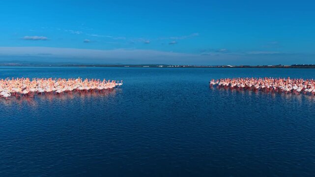 Two groups of flamingos separated by open blue water surface. Symmetrical composition of flamingo flocks in shallow water under clear sky.