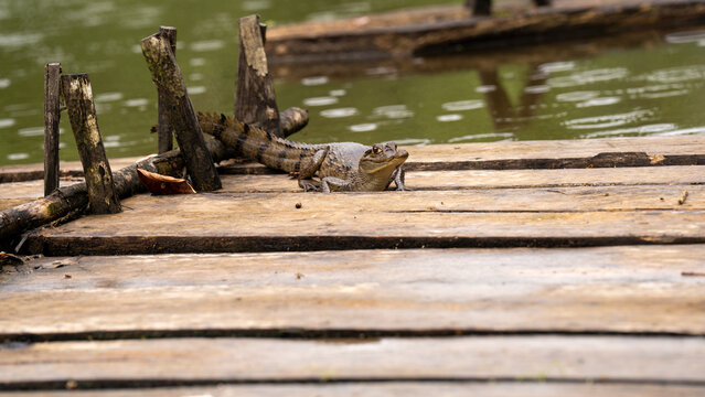 Crocodile lurking in water.