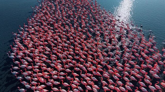 Close up aerial drone shot of dense flamingo flock. High angle perspective of numerous pink flamingos packed together in blue shimmering lagoon water.