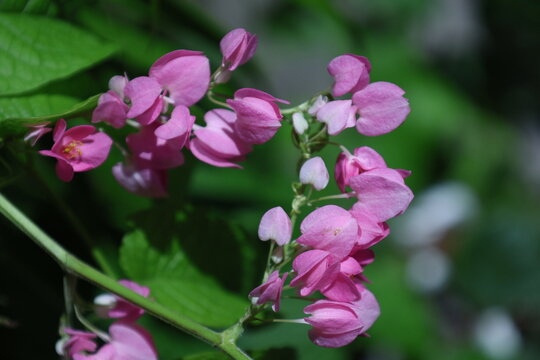 Fleurs roses de liane corail Antigonon leptopus en gros plan